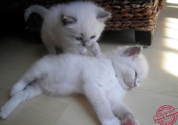 Jeux de chatons - Chatterie Ragdolls du Val de Beauvoir